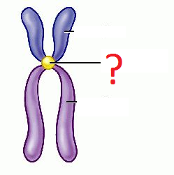<p>region of chromosomes that holds the two sister chromatids together during mitosis</p>