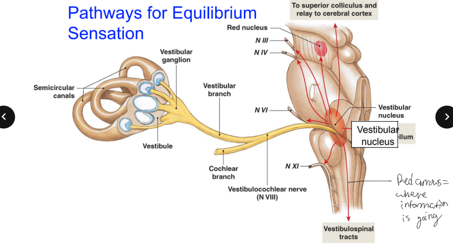 <p>Hair cells synapse onto 1st order sensory neurons, which enter the CNS as what? Where are 2nd-order neurons located? They integrate input from where? WHere do they send the information to? </p>
