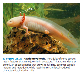 <p>a condition in which reproductive development accelerates compared to somatic development, the sexually mature stage of a species may retain body features that were juvenile structures in an ancestral species</p>