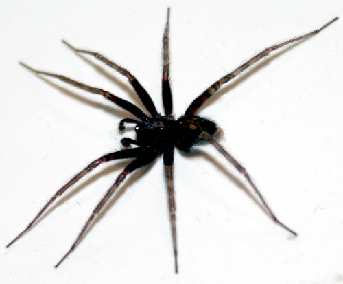 insects,
arachnids,
crustaceans
myriapods
