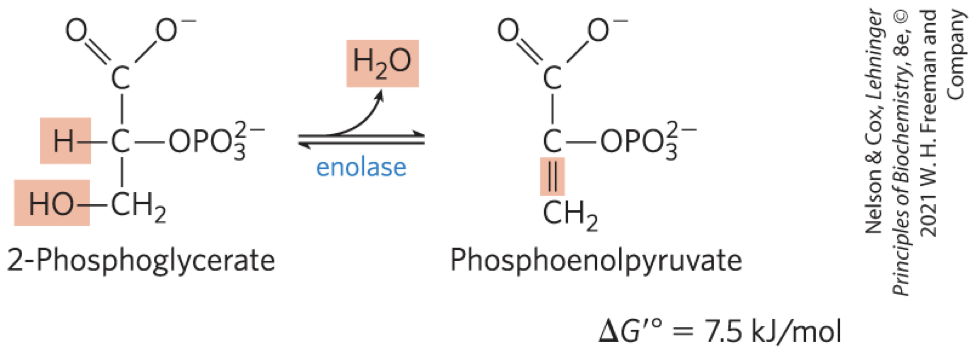 <p><strong>enolase</strong> promotes reversible <strong>removal of a molecule of water</strong> from 2-phosphoglycerate to yield phosphoenolpyruvate (PEP) </p><p>energy-conserving reaction</p><p>mechanism involves a Mg2+-stabilized enolic intermediate</p>