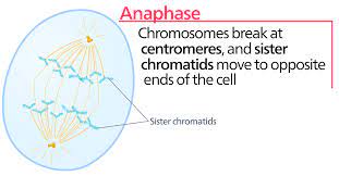 <p>The kinetochore fibers shorten and non kinetochore fibers lengthen to move chromosomes to opposite poles.</p>