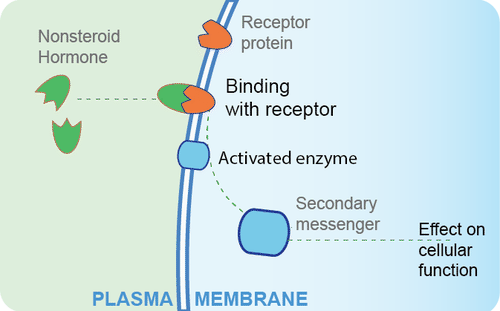 <p>built of amino acids</p><p>Cannot diffuse through membranes</p><p>Bind to receptors on outside of cell to cause changes on inside of cell</p><ul><li><p>cause cascade (enzymes and secondary messengers) that leads to DNA activation and transcription and translation&nbsp;</p></li></ul><p>Two types</p><ul><li><p>amino acids derivatives: epinephrine&nbsp;</p></li><li><p>Protein/ peptide hormones: insulin&nbsp;</p></li></ul><p></p>