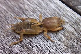 <p>Size: 30–35 mm. Severe feeding + tunneling; highly destructive.</p>