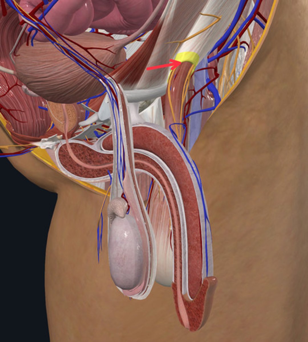 <p>ID Passageway Highlighted Yellow Marked with the Red Arrow</p>