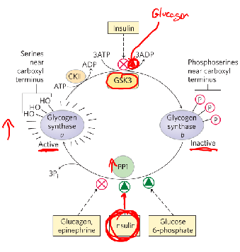 <p>Glycogen synthase kinase 3 (GSK3)</p>