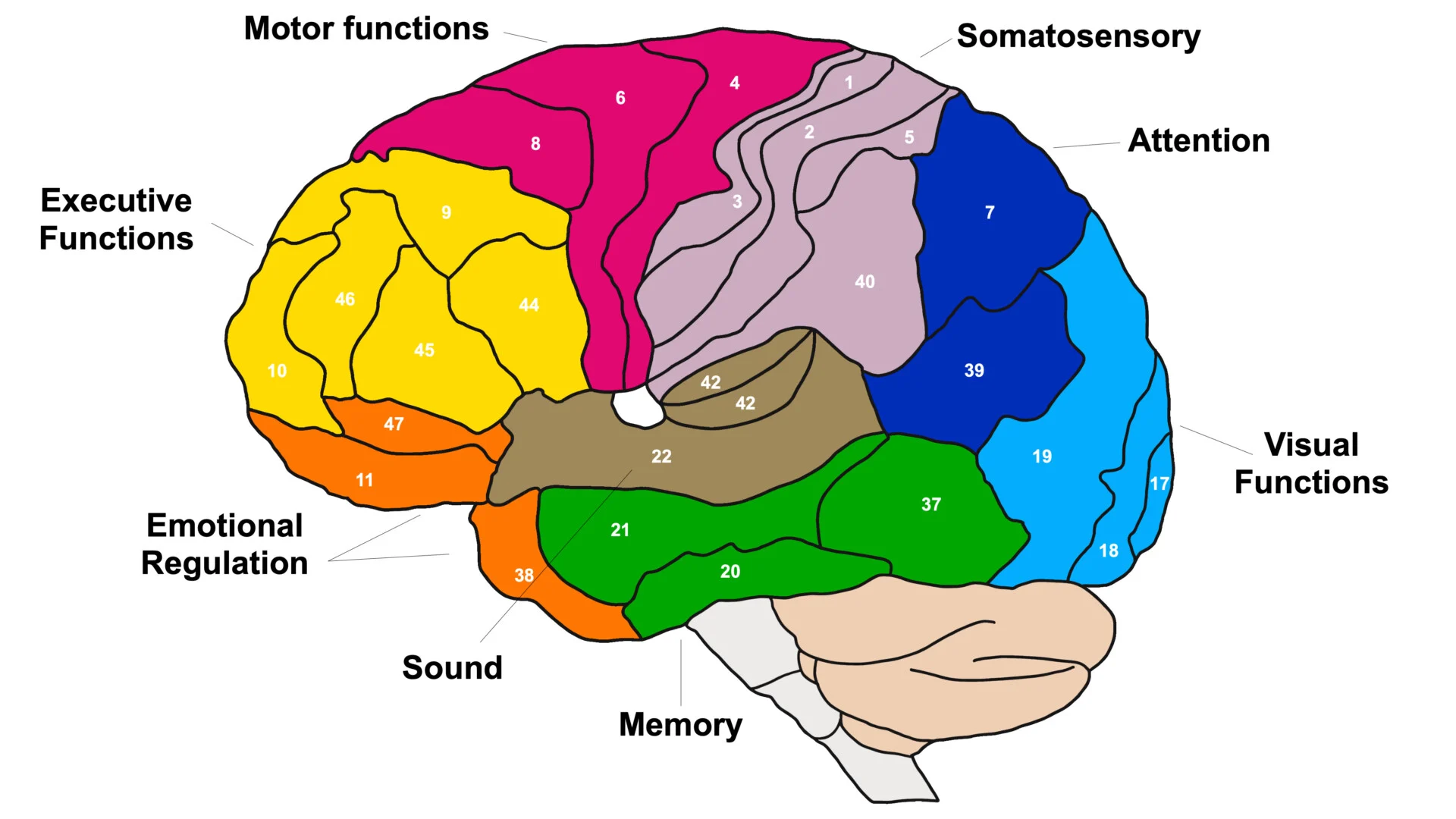 <p>As the fetal brain develops, neurons create layers with similar types of cells that synapse within and outside of cortex. Neurons migrate. Leads to idea of cytoarchitecture. Brodmann’s areas. Generally, major features are consistent between humans and similar across species. Bigger body = bigger brain, but humans have bigger brains than expected given their size. About 86 billion neurons for humans. Counts of number of neurons are inconsistent</p>