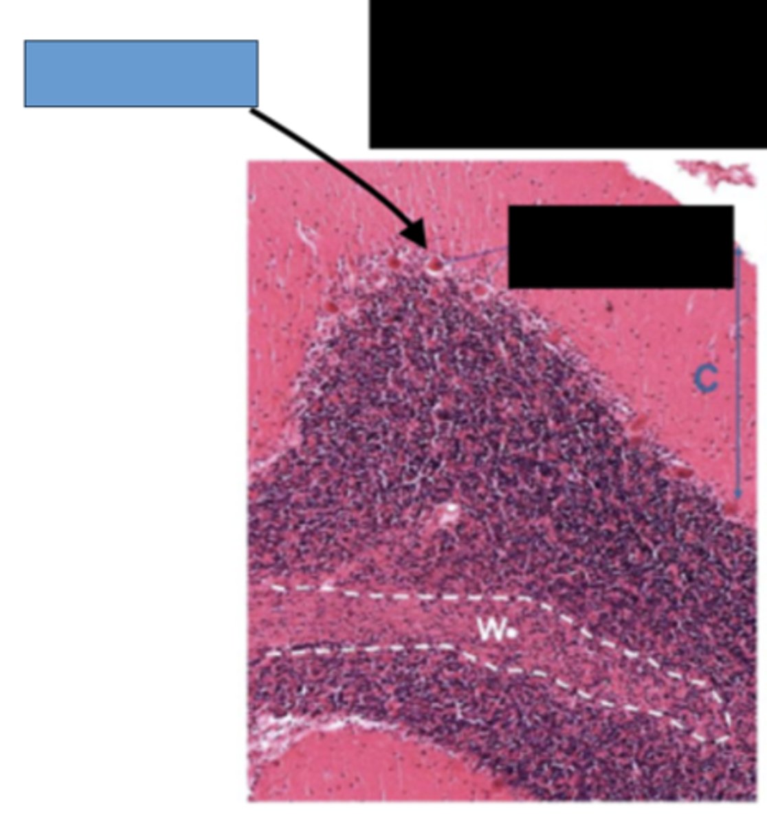 <p>Identify the cell (blue box)</p>