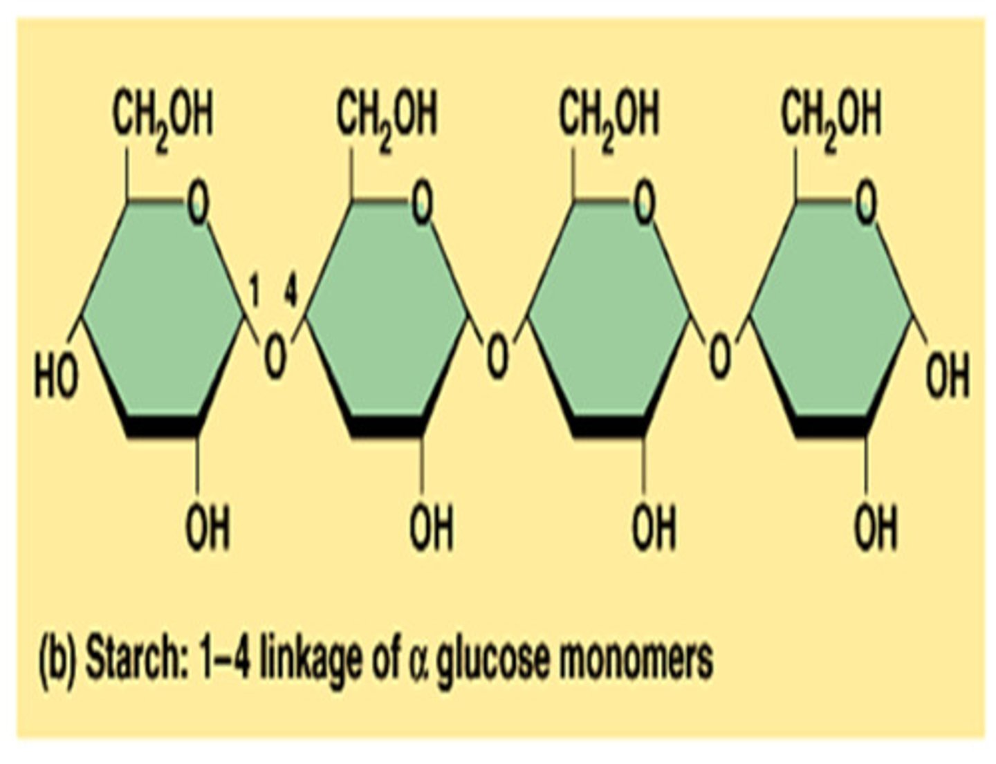 <p>Three or more monosaccharides linked together form a ______________.</p>