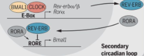 <ol><li><p>the CLOCK-BMAL1 complex activates the transcription of REV-ERBα/β and RORα/β/γ</p></li><li><p>both REV-ERBs and RORSs bind to the same DNA elements in the BMAL1 promoter- RORE sites- but have opposite effects&nbsp;</p></li><li><p>RORα/β/γ is an activator and increases BMAL1 transcription,&nbsp;REV-ERBα/β is a repressor and suppresses BMAL1 transcription</p></li><li><p>TF when REV-ERB levels drop, ROR dominates and this creates a rhythmic oscillation of BMAL1 expression</p></li></ol><p></p>