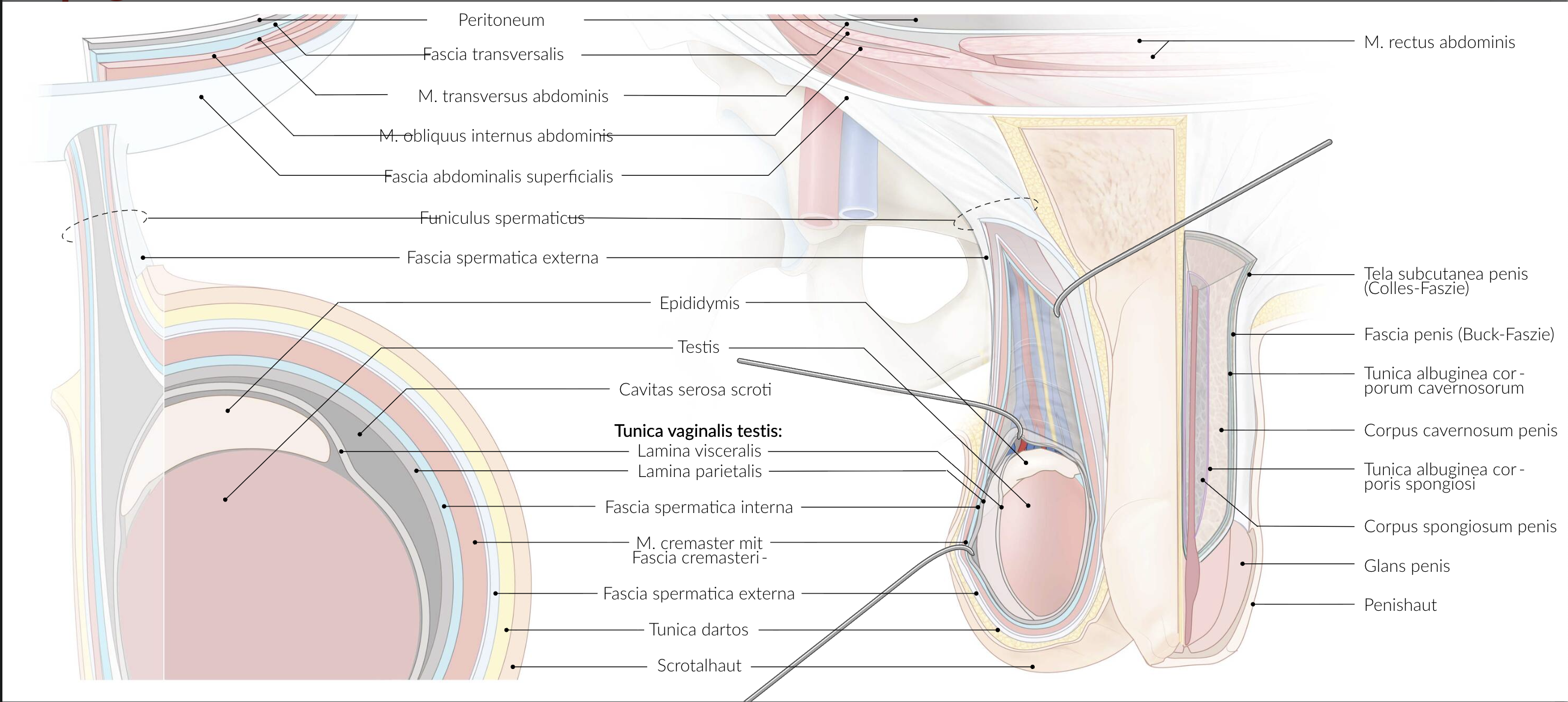 <p>D. Between the parietal layer and the visceral layer of the tunica vaginalis testis (epiorchium)</p>