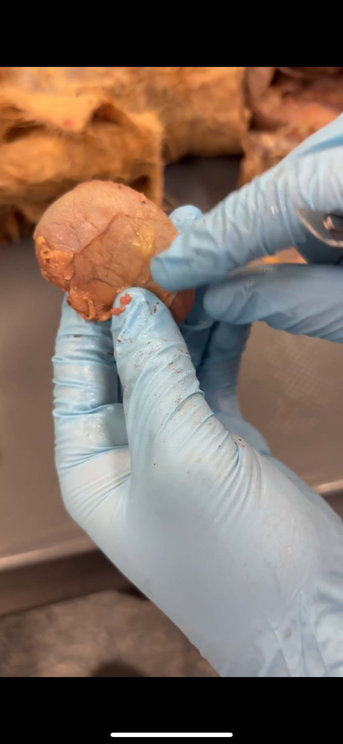 <p>What is this specific part of the structure (Answer Format : … of …)</p>