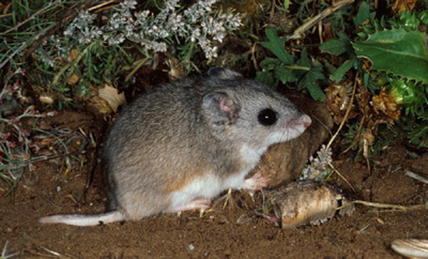 <p>Northern grasshopper mouse</p>