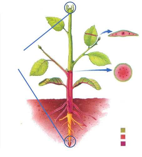 <p>Shoot and Root Tips; function is to produce the primary plant body for primary growth</p>