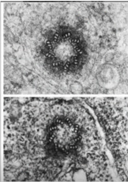 <p>Identify the specific structure</p>