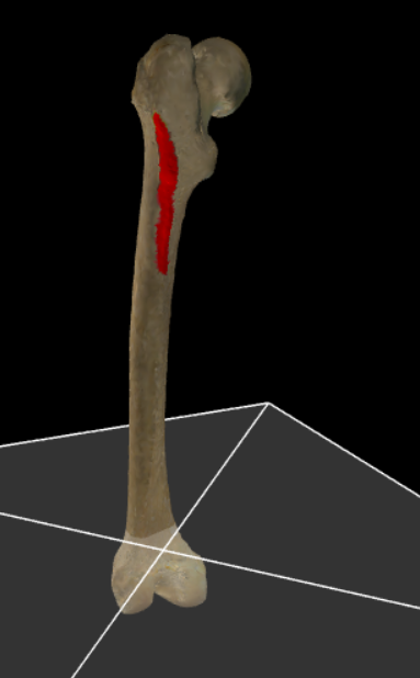<p>Een breed ruw reliëf dat als voortzetting kan gezien worden van het labium laterale van de linea aspera.</p>