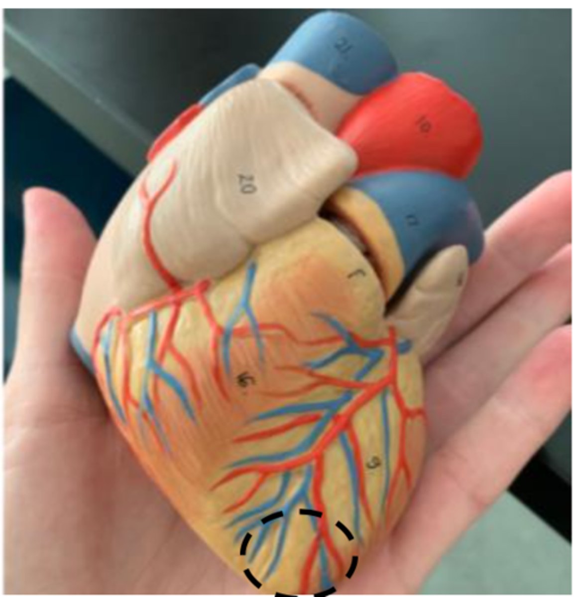 <p>what’s the pointed/inferior region of the heart?</p><p></p>