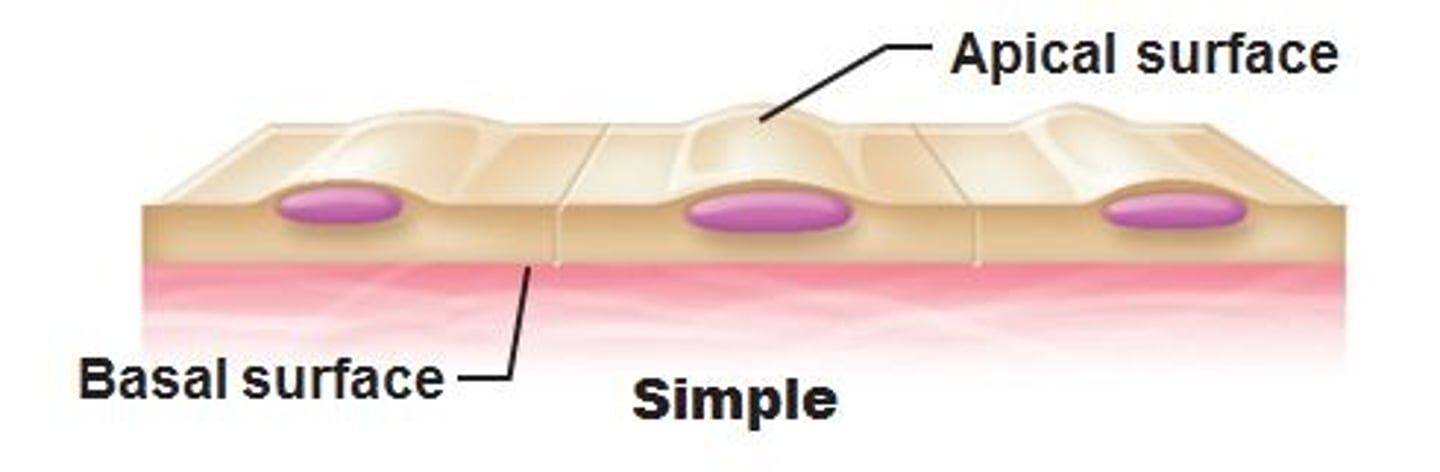 <p>cells in the apical surface region</p>