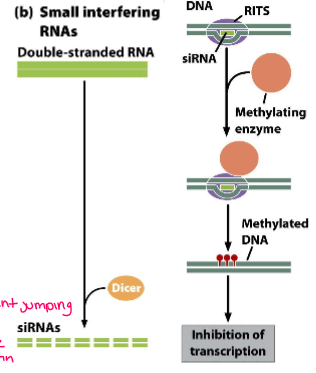 <p>euk, cis, translation, 21-25 bp</p><p>DICER cuts mRNA into siRNA which binds with RITS which binds siRNA to target DNA and recruits DNA methyl transferases to methylate the target gene and prevent transcription</p>
