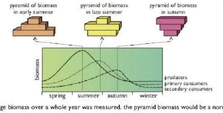 <p>pyramid of biomass inverted </p>