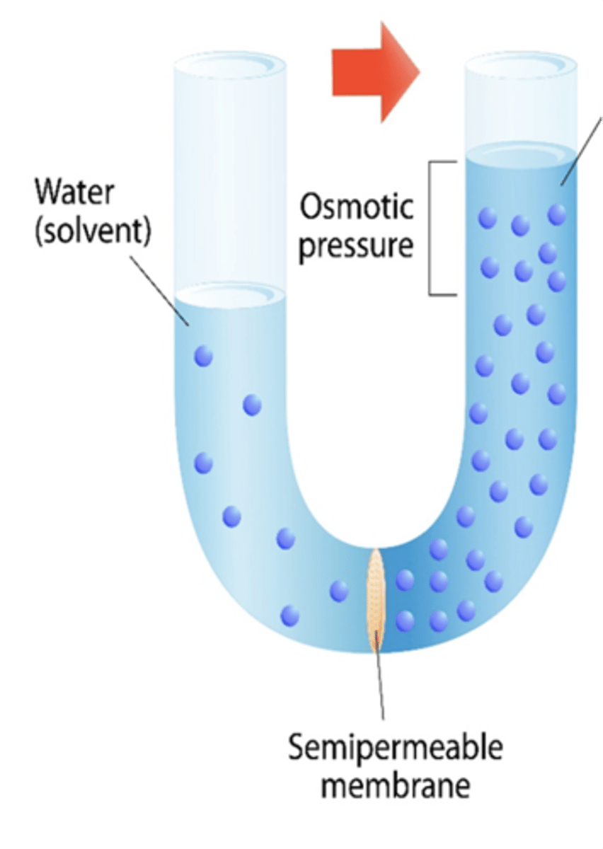 <p>In osmosis, water moves toward the area of greater osmolarity (you could say “Water follows salt”)</p><p>In this picture, the right compartment has a greater osmolarity than the left compartment and so water moves from left to right.</p>
