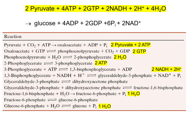 <p>- only need to know the overall reaction</p>