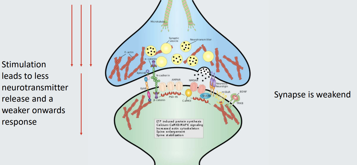 <ul><li><p><strong>Stimulation: </strong>leads to less neurotransmitter release and a weaker onward response</p></li><li><p><strong>Impact</strong>: synpase weakened</p></li></ul><p></p>