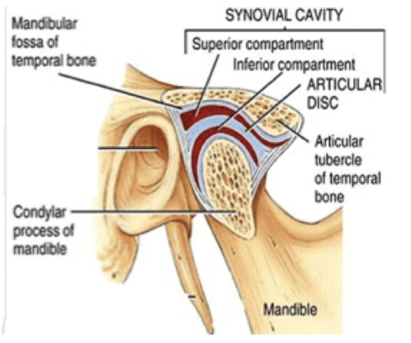 <p>- Utkläder insidan av käkledskapseln och innehåller blodkärl, nervkärl samt nerver</p><p>- Producerar synovialvätska</p>