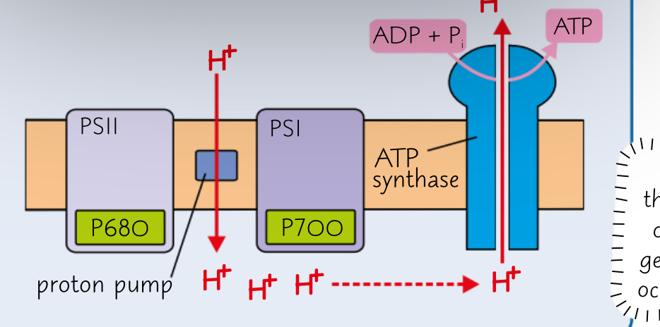 <ul><li><p>The excited electrons lose energy as they move along the electron transport chain.</p></li><li><p>This energy is used to transport protons into the thylakoids, so that the thylakoid has a higher concentration of protons than the stroma. Forming a proton gradient across the membrane.</p></li><li><p>Protons move down their concentration gradient, into the stroma, via the enzyme ATP synthase. The energy from this movement combines ADP and inorganic phosphate to form ATP.</p></li></ul>