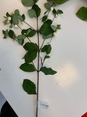 Symphoricarpos albus