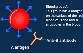 <ul><li><p>A antigens on its surface </p></li><li><p>anti-B antibodie in the blood</p></li></ul><p></p>