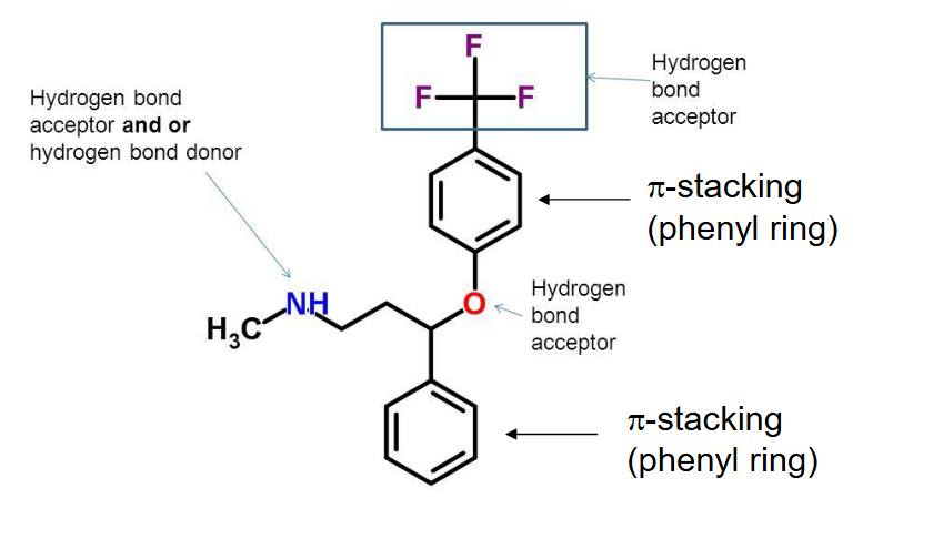 <ul><li><p>hbond acceptor/donor</p></li><li><p>pi stacking</p></li></ul><p></p>
