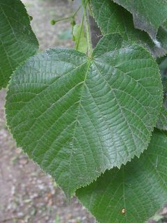 <p>Tilia platyphyllos</p>
