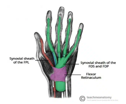 <ul><li><p>flexor pollicis longus tendon</p></li><li><p>four flexor digitorum profundus tendons</p></li><li><p>four flexor digitorum superficialis tendons</p></li></ul><p></p>