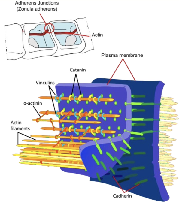 <ul><li><p>Anchoring junctions include: <strong>adherens junctions, desmosomes, and hemidesmosomes</strong></p></li><li><p>Distinguished by association with the <strong>cytoskeleton</strong>, especially <strong>actin filaments</strong></p></li><li><p><strong>Desmosomes</strong> connect <strong>two cells</strong></p></li><li><p><strong>Hemidesmosomes</strong> connect <strong>cells to the extracellular matrix</strong></p></li><li><p><strong>Adherens junctions</strong> indirectly link the <strong>actin cytoskeleton between neighboring cells</strong></p></li></ul><p></p>