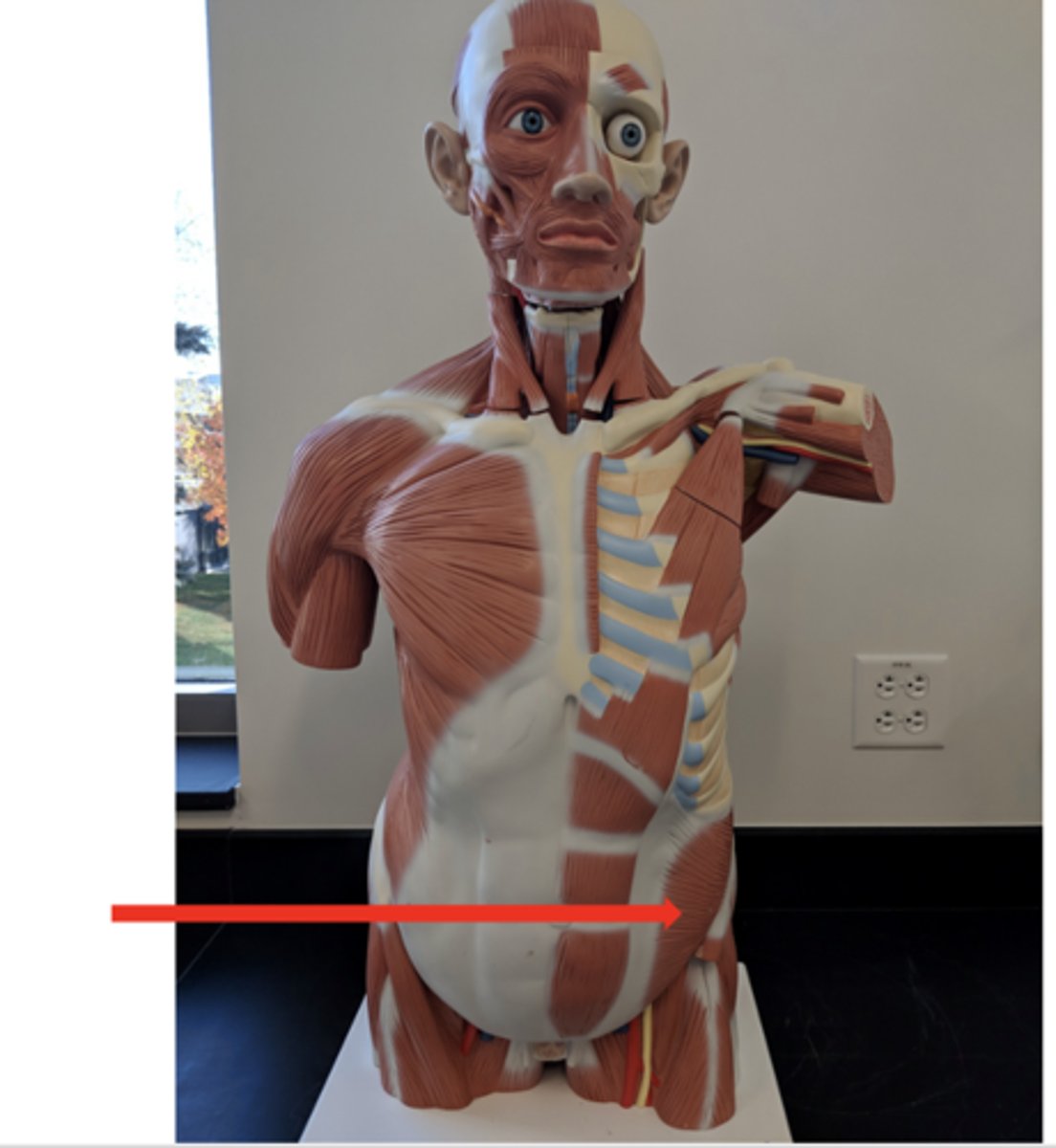 <p>what is this?</p>