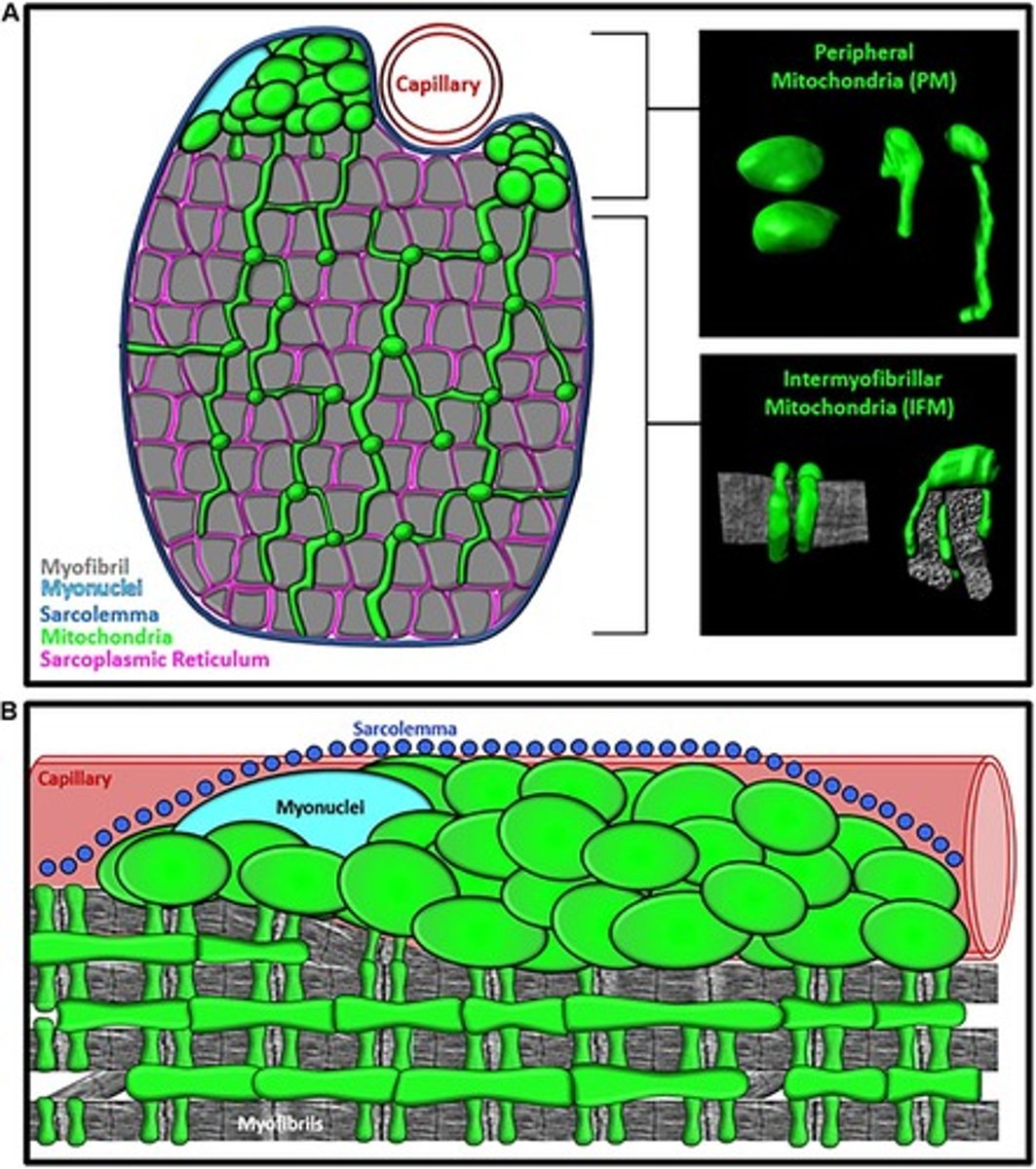 <p>Increased muscle blood flow, reduced sympathetic nervous system vasoconstriction, and improved oxygen extraction by muscles.</p>