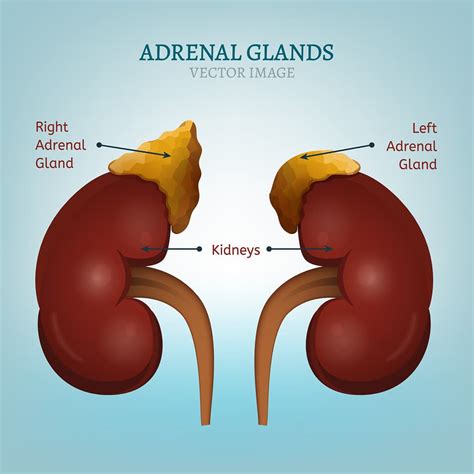 <p>gland</p>