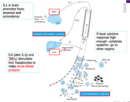 <p>Systemic Inflammatory Response </p>