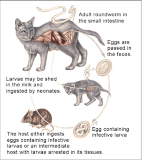 <p>Is the same as T.canis except that transplacental transmission is not known to occur in cats</p>
