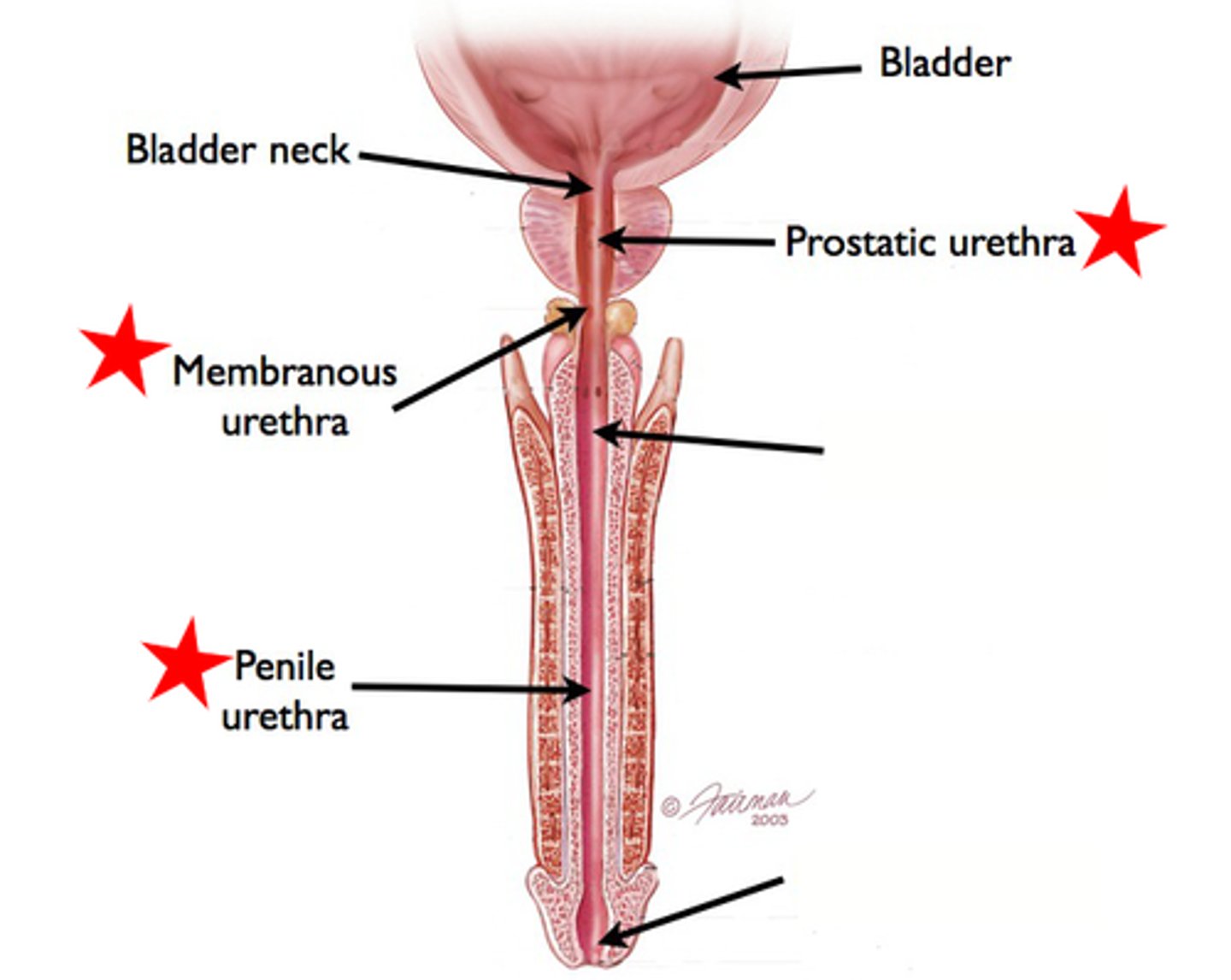 <p>It allows urine to exit the body and carries semen during ejaculation.</p>