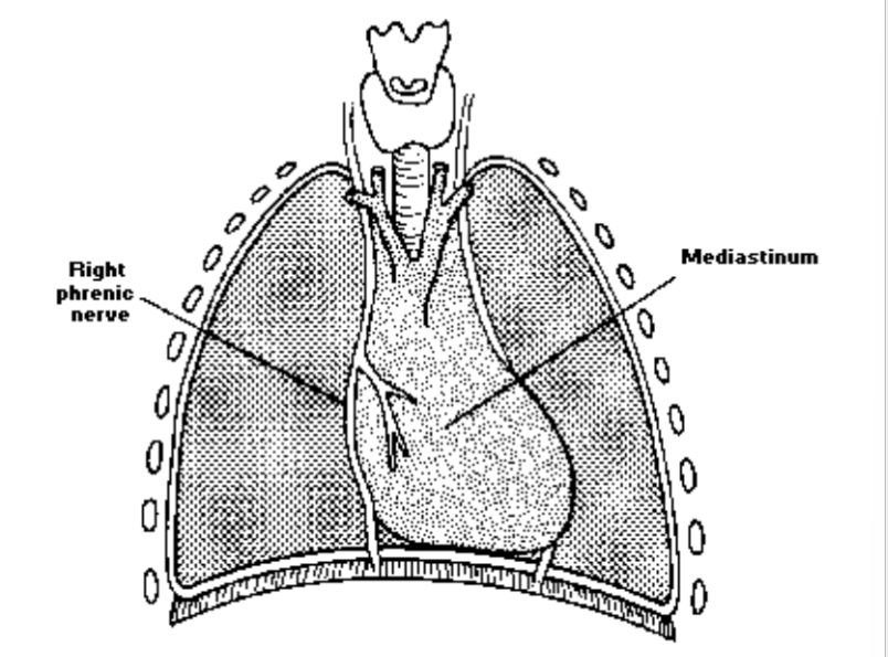 Right phrenic nerve (mixed motor/sensory nerve which originates from the C3-C5 spinal nerves in the neck. The nerve is important for breathing because it provides exclusive motor control of the diaphragm, the primary muscle of respiration) and mediastinum (central compartment of the thoracic cavity.Surrounded by loose connective tissue, it is an undelineated region that contains a group of structures within the thorax, namely the heart and its vessels)