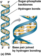 <p>Complementary base pairing</p>