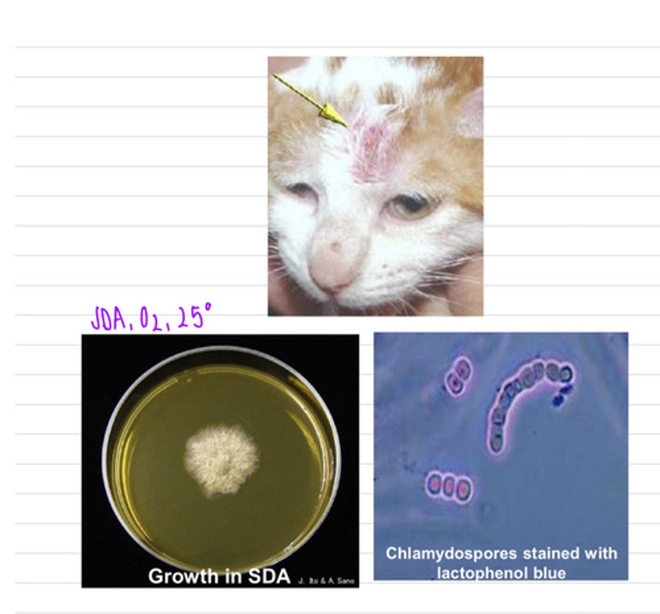<p>this cat came into the vet with this face lesion. we take a sample and isolate it on SDA at 25 degrees and see these microscopic results.</p><p>what sample should we take?</p><p>what is the diagnosis?</p>