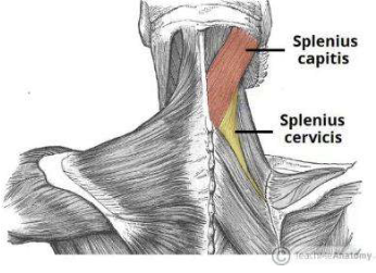 <ol><li><p>Splenius Capitis</p></li><li><p>Splenius Cervicis </p></li></ol><p></p>