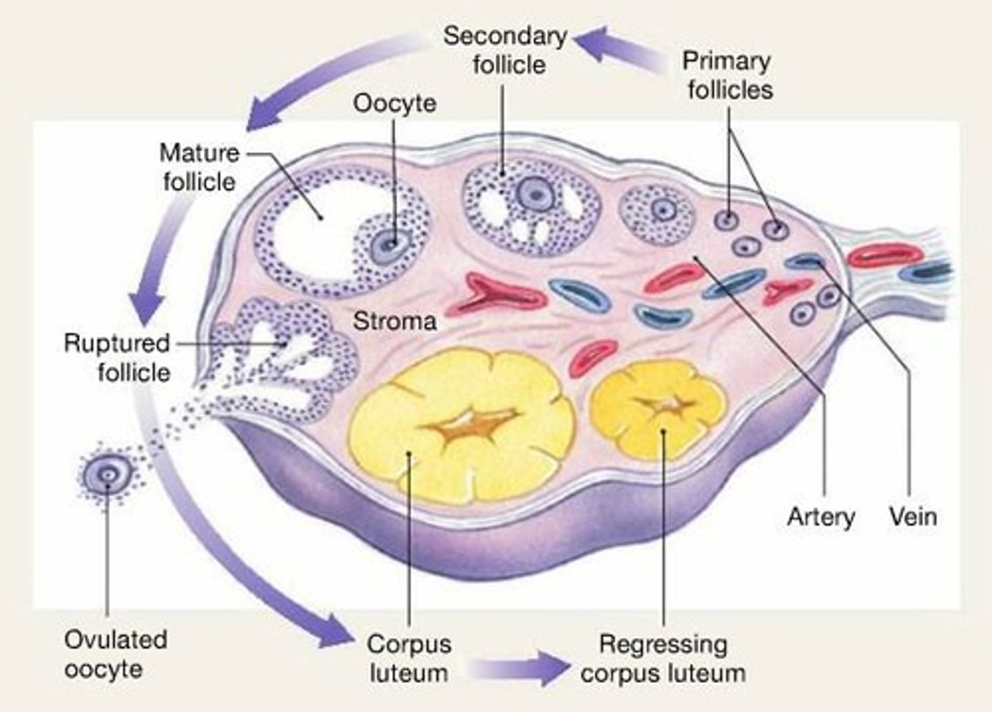<p>The process of egg formation in the ovaries.</p>