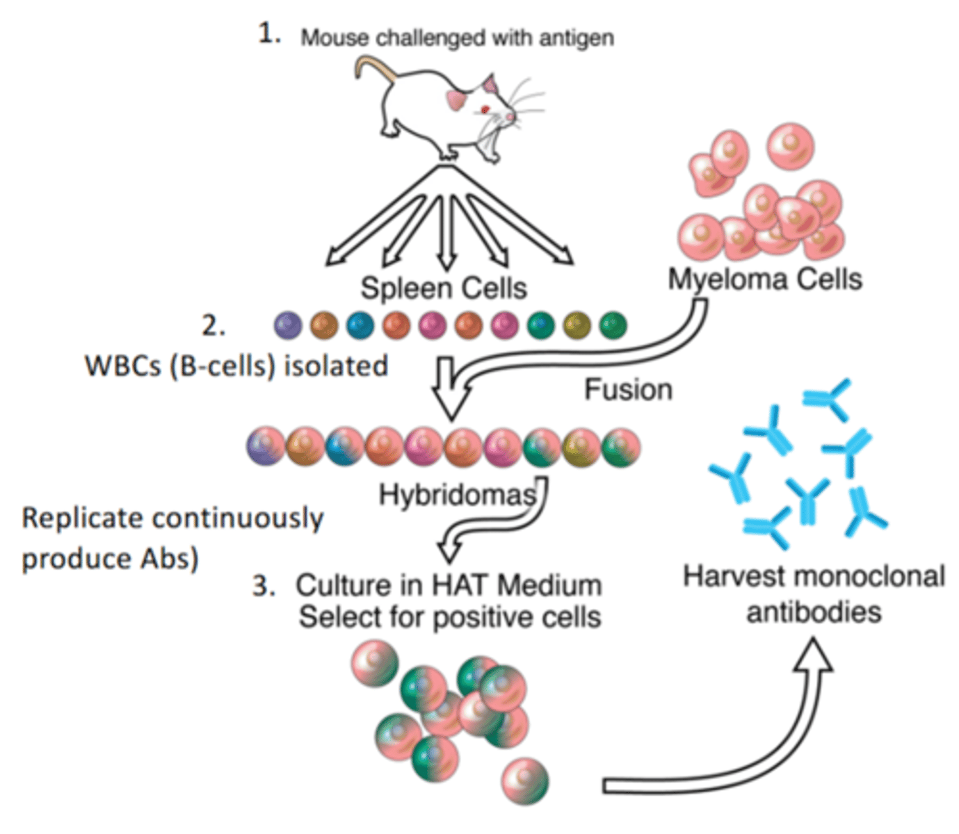 <p>Monoclonal antibodies are made by combining mouse B cells and a tumour cell to form a hybridoma</p>