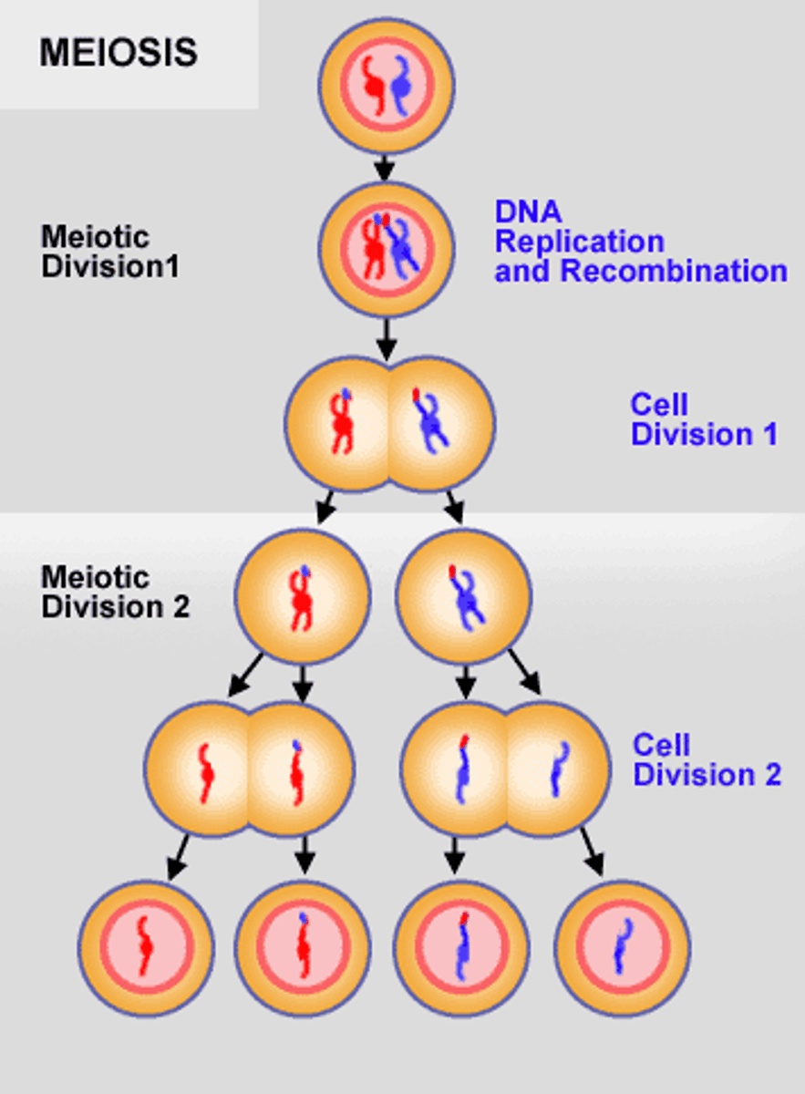 <p>type of cell division that results in 4 daughter cells that each have half the number of chromosomes as the parent cell.</p>