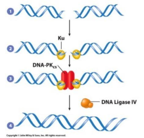 <ul><li><p>Fixed = Double stranded breaks (no template)</p></li><li><p>Cause of DNA lesions = ionizing radiation and chemicals</p></li><li><p>recognized by = Lu proteins binding broken DNA ends</p></li><li><p>general steps = 1. Ku binds free DNA end 2. DNA dependent protein kinase  catalytic subunit mediates repair 3. DNA ligase IV seals end</p></li></ul><ul><li><p>Most active in = throughout the cell cycle, primarily G1 and early G, when there are no sister chromatids</p></li><li><p>Notes = error prone, remember done WITHOUT template</p></li></ul><p></p>