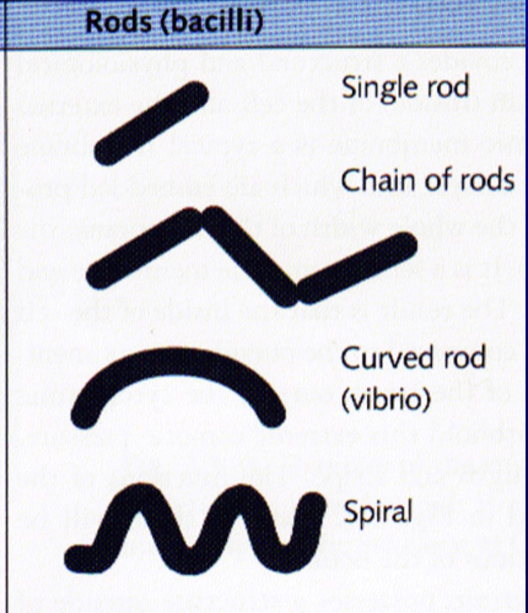 <p>vibrio</p>